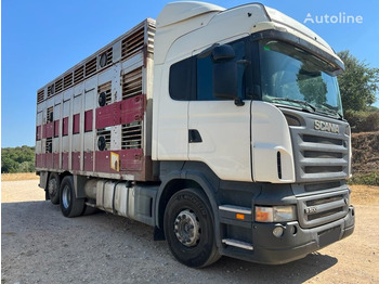 Scania R500-LB6X2 - Livestock truck