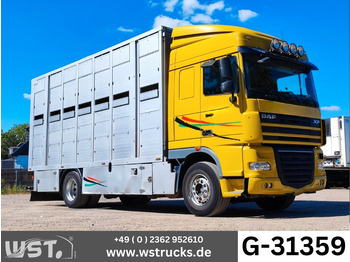 Horse truck DAF XF