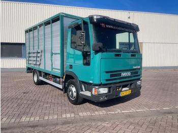 Livestock truck IVECO EuroCargo