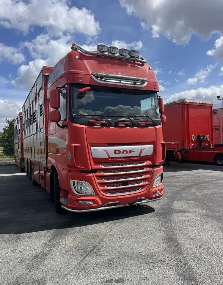 DAF XF 460 + Przyczepa Pezzaoli - 3X Trzoda, 2 X Bydło I 3 poziomy I Podnoszony dach I Hydroburta I Osie Skrętne I Poidła I Wentylatory I Pilot Manualny | Euro5 - Livestock truck: picture 1 DAF XF 460 + Przyczepa Pezzaoli - 3X Trzoda, 2 X Bydło I 3 poziomy I Podnoszony dach I Hydroburta I Osie Skrętne I Poidła I Wentylatory I Pilot Manualny | Euro5 - Livestock truck: picture 1