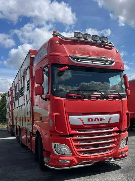 DAF XF 530 + Przyczepa Pezzaoli - 3X Trzoda, 2 X Bydło I 3 poziomy I Podnoszony dach I Hydroburta I Osie Skrętne I Poidła I Wentylatory I Pilot Manualny | - Livestock truck: picture 1 DAF XF 530 + Przyczepa Pezzaoli - 3X Trzoda, 2 X Bydło I 3 poziomy I Podnoszony dach I Hydroburta I Osie Skrętne I Poidła I Wentylatory I Pilot Manualny | - Livestock truck: picture 1