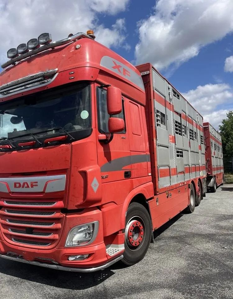 DAF XF 460 + Przyczepa Pezzaoli - 3X Trzoda, 2 X Bydło I 3 poziomy I Podnoszony dach I Hydroburta I Osie Skrętne I Poidła I Wentylatory I Pilot Manualny | Euro5 - Other: picture 2 DAF XF 460 + Przyczepa Pezzaoli - 3X Trzoda, 2 X Bydło I 3 poziomy I Podnoszony dach I Hydroburta I Osie Skrętne I Poidła I Wentylatory I Pilot Manualny | Euro5 - Other: picture 2